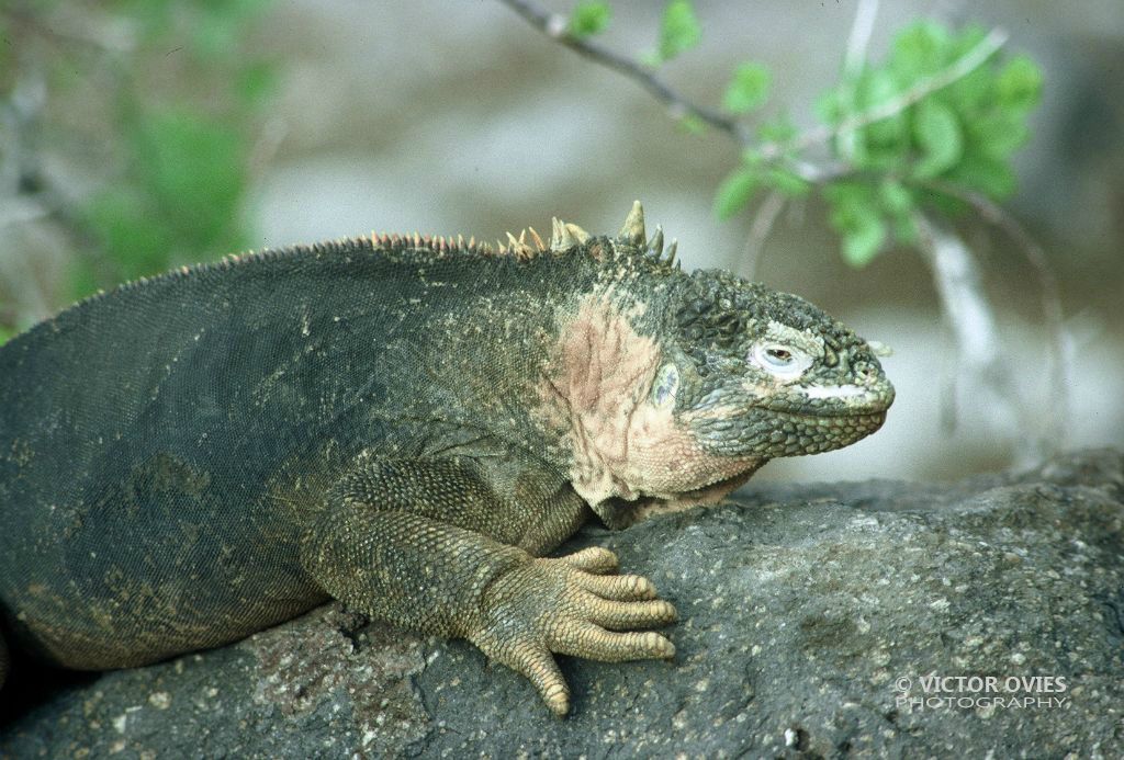 Iguana Terrestre (Rábida)